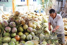 Dừa tươi tăng giá mạnh nông dân thu lãi cao 